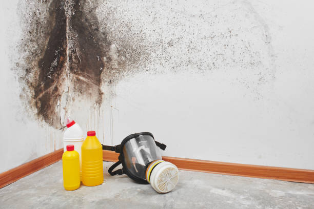 Best Commercial Mold Removal  in Suffern, NY