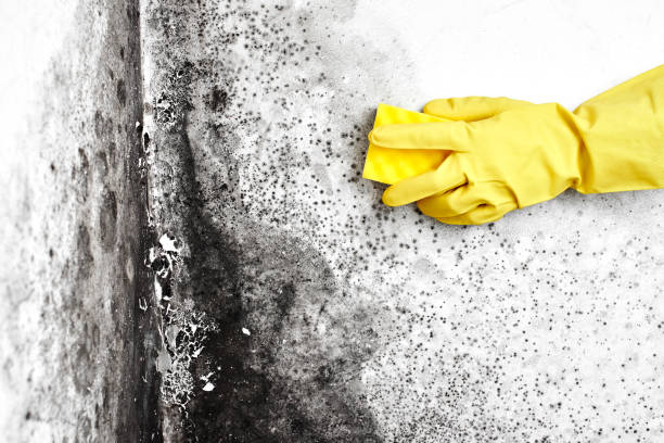 Best Mold Cleaning Services  in Suffern, NY
