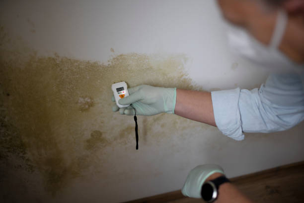 Best Professional Mold Removal  in Suffern, NY