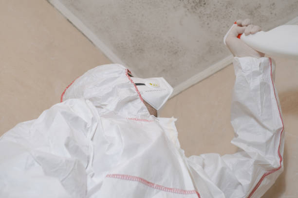 Best Same-Day Mold Removal  in Suffern, NY