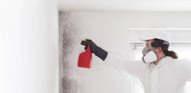 Best Emergency Mold Removal  in Suffern, NY