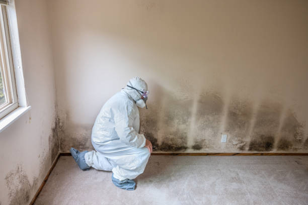 Best Office Mold Removal Services  in Suffern, NY