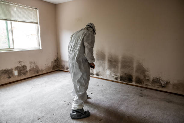 Best Crawl Space Mold Removal  in Suffern, NY